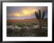 A Lone Cactus In A Desert Scene by Ed George Limited Edition Pricing Art Print