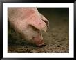 A Cute Pig Snuffles The Ground by Joel Sartore Limited Edition Pricing Art Print