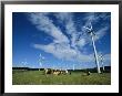 Cattle Graze Around Windmills by Steve Winter Limited Edition Print