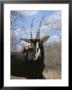 A Close View Of A Sable Antelope by Beverly Joubert Limited Edition Print