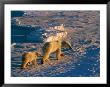 A Mother Polar Bear Walks Across A Windswept Snowfield With Her Cub by Paul Nicklen Limited Edition Print