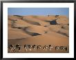 A Camel Caravan Crosses A Landscape Of Sculpted Sand Dunes by Peter Carsten Limited Edition Pricing Art Print