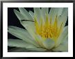 Damselfly On A Water Lily Flower by Sam Abell Limited Edition Print