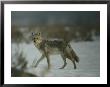 Portrait Of A Coyote Walking Across The Snow by Michael S. Quinton Limited Edition Pricing Art Print