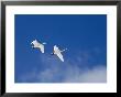 A Pair Of Trumpeter Swans Fly Above A Cloud Of Steam by Norbert Rosing Limited Edition Pricing Art Print