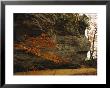 Raven Rock, Trail, And Autumn Colored Beech Tree by Raymond Gehman Limited Edition Print
