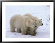 A View Of Two Polar Bear Cubs Walking Across A Snowfield by Paul Nicklen Limited Edition Print
