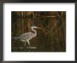A Close View Of A Great Blue Heron by Raymond Gehman Limited Edition Pricing Art Print