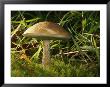 Close View Of A Bolete Mushroom by Darlyne A. Murawski Limited Edition Print