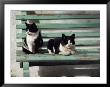 A Pair Of Cats On A Bench by James L. Stanfield Limited Edition Print