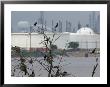 Cormorants Nest Near An Oil Refinery In Houston, Texas by Joel Sartore Limited Edition Print