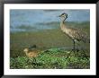 Sandhill Crane And Young by Klaus Nigge Limited Edition Print