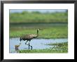 Sandhill Crane Wades With Its Young In The Water by Klaus Nigge Limited Edition Print