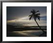A Silhouetted Palm Tree On A Twilit Beach by Raul Touzon Limited Edition Print