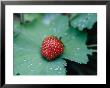 A Ripe Red Strawberry Lying On A Leaf by Heather Perry Limited Edition Pricing Art Print