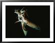 Pair Of Giant Or Humboldt Squid In A Mating Embrace by Brian J. Skerry Limited Edition Pricing Art Print