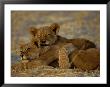 Two Lion Cubs Snuggle Together On The Ground by Beverly Joubert Limited Edition Pricing Art Print