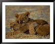 Two Lion Cubs Snuggle Together On The Ground by Beverly Joubert Limited Edition Print