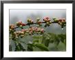 Close View Of Coffee Beans With Dew Drops by Roy Toft Limited Edition Pricing Art Print