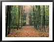 Trail Through The Woods by Fogstock Llc Limited Edition Print