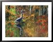 Great Blue Heron In Fall Reflection, Adirondacks, New York, Usa by Nancy Rotenberg Limited Edition Print