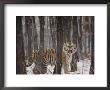 A Gaping Grimace Allows A Siberian Tiger To Take In Scents by Marc Moritsch Limited Edition Print
