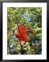 A Scarlet Macaw Hangs Upside-Down From A Branch by Roy Toft Limited Edition Pricing Art Print