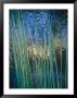 Grass Stems Set Against The Rippled Surface Of A Pond by Jason Edwards Limited Edition Print