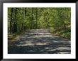 Sun-Dappled Country Road Winding Through A Wooded Landscape by Gina Martin Limited Edition Pricing Art Print