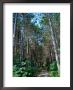 Trail In The Woods, Cape Cod, Ma by Eunice Harris Limited Edition Print