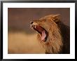 Male Lion Roaring, Namibia, South Africa by Keith Levit Limited Edition Print