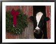 Holstein Cow In Barn With Christmas Wreath, Il by Lynn M. Stone Limited Edition Print