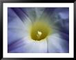 A Close View Of A Heavenly Blue Morning Glory Flower by Bill Curtsinger Limited Edition Print