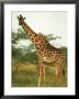 Giraffe, Ngorongoro Crater, Africa by Keith Levit Limited Edition Pricing Art Print