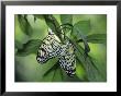 Japanese Kite Butterflies Mating, Florida, Usa by Nancy Rotenberg Limited Edition Print