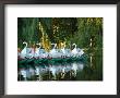 Swan Boats In Public Garden, Boston, Massachusetts by Lisa S. Engelbrecht Limited Edition Print