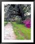 Pathway In Magnolia Plantation And Gardens, Charleston, South Carolina, Usa by Julie Eggers Limited Edition Print