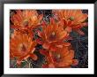 Claret Cup Cactus Flowers, San Xavier, Arizona, Usa by Jamie & Judy Wild Limited Edition Print