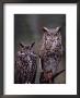 Great Horned Owls, Washington, Usa by Charles Sleicher Limited Edition Print