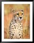 Sitting Cheetah At Africa Project, Namibia by Joe Restuccia Iii Limited Edition Print