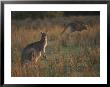 Kangaroos In A Grassland Area by Sam Abell Limited Edition Print