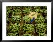 Fresh Local Stringbeans Line Up For Sale At A Roadside Stand by Stephen St. John Limited Edition Print