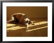 Whippet by Jacque Denzer Parker Limited Edition Pricing Art Print