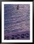 South Walton Beach At San Destin, Florida, Usa by Nik Wheeler Limited Edition Print