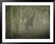 A Giraffe Stands In A Misty Forest In The Ndumu Game Reserve by Chris Johns Limited Edition Pricing Art Print