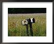 A Pair Of Mailboxes Set On The Edge Of A Field Of Wildflowers by Raymond Gehman Limited Edition Print