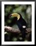 Keel Billed Toucan, Belize Zoo, Belize by Frank Staub Limited Edition Print