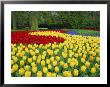 Tulips, Keukenhof Gardens, Netherlands by Gavin Hellier Limited Edition Print