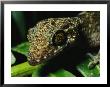 Head Of A Gecko by Tim Laman Limited Edition Print