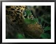 A Male Leopard Dozes During The Heat-Of-The-Day by Kim Wolhuter Limited Edition Print